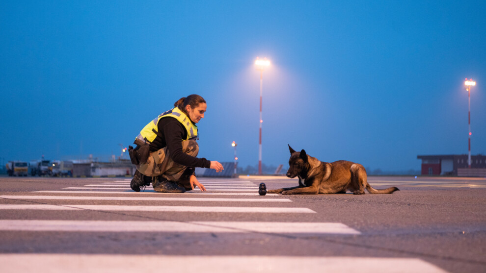Une femme gendarme accroupie au-dessus de lignes blanches faisant travailler son chien, berger belge malinois