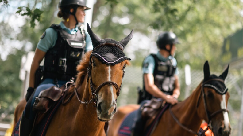 Portrait des chevaux de la garde républicaine. Partenaire important de nos gardes.