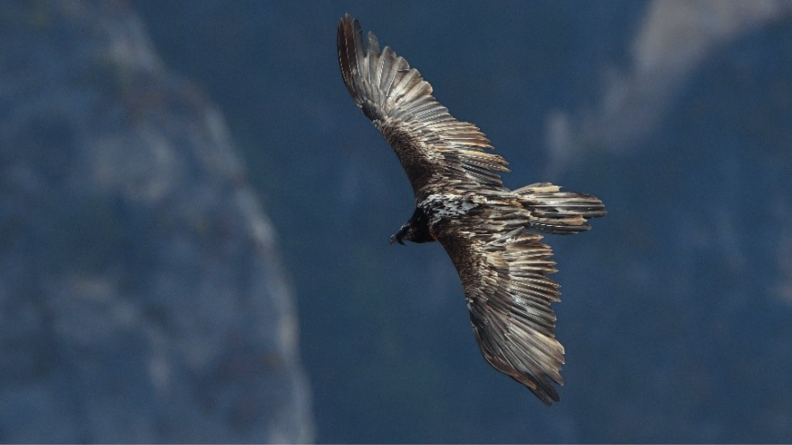 Un gypaète barbu en vol au dessus des montagnes, vu d'en haut
