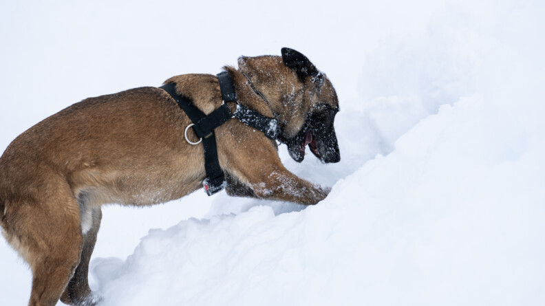 Un berger belge malinois équipé d'un harnais noir cherche une personne dans la neige, la truffe orientée vers le sol, et les deux pattes avant grattant la neige