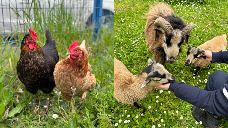 A gauche : les deux poules du Groupement de gendarmerie départemantale de Vendée, Junior (la rousse) et Moon (la noire). A droite : trois moutons camerounais en charge de l'entretien des espaces verts.