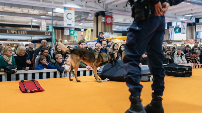 Un chien d'une équipe cynophile lors d'une démonstration. 4 valises sont posées au sol, le chien les reniffle.
