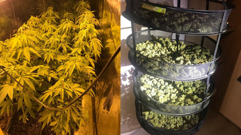 Sur la photos de gauche, plusieurs pieds de cannabis en pots, dans une lumière orangée ; sur la seconde photo, des têtes de cannabis en train de sécher dans des paniers superposés.