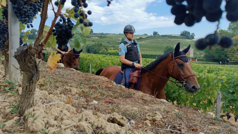 Derrière une un talus de terre, dans les vignes, un cheval et son cavalie de la Garde républicaine