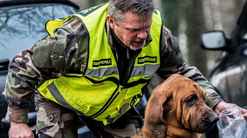 Un gendarme en treillis avec une chasuble jaune fluo "eéquipe cynophile gendarmerie en train de faire renifler un objet dans un sac plastique à son chien Saint-Hubert