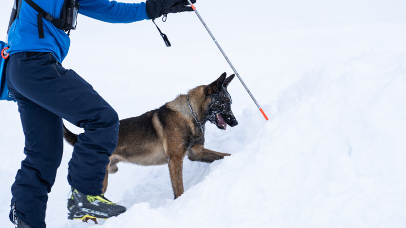 Sur un sol très enneigé, un chien cherche quelque chose, la truffe orientée vers le sol. Devant lui, une sonde métallique est tenue par un homme vêtu en tenue de montagne de couleur bleue, dont on aperçoit les jambes, le tronc et une main tenant la sonde.