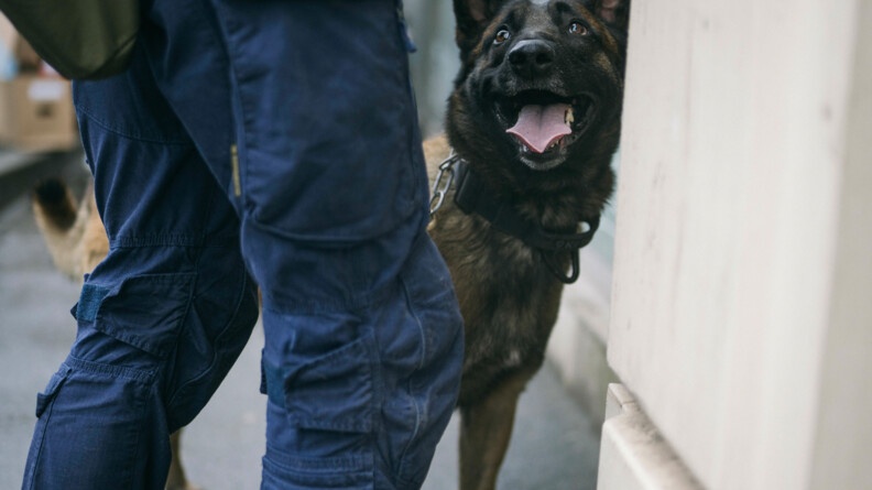 Le chien de la gendarmerie regarde son maître dont on voit les jambes