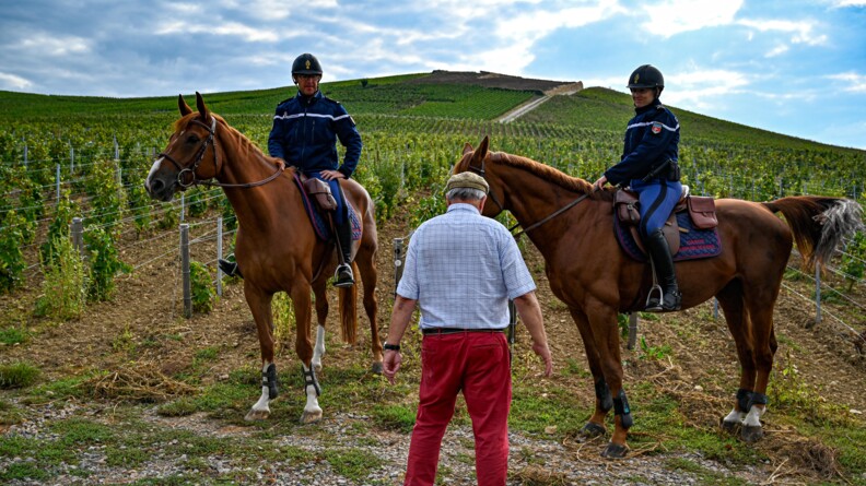 de dos au centre, un viticulteur vêtu d'un pantalon rouge et d'une chemise à carreaux bleu ciel et blanc. Devant ui de part et d'autre, deux caaliers de la Garde républicaine. EN arrière plan la vigne