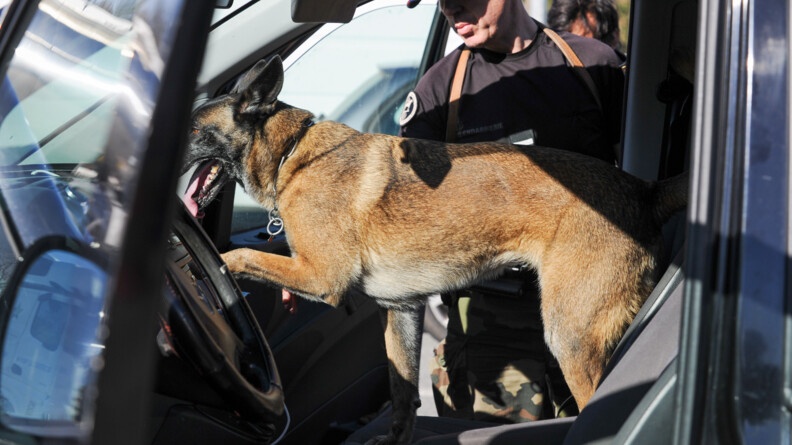 Un chien de la gendarmerie et son maître contrôlent l'intérieur d'un véhicule.