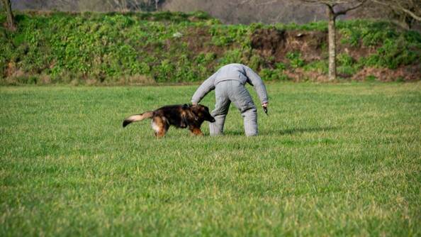 Un chien gendarmerie mordant un homme en combinaison - exercice