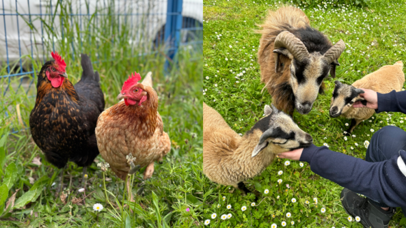 A gauche : les deux poules du Groupement de gendarmerie départemantale de Vendée, Junior (la rousse) et Moon (la noire). A droite : trois moutons camerounais en charge de l'entretien des espaces verts.