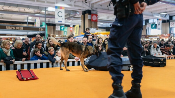 Un chien d'une équipe cynophile lors d'une démonstration. 4 valises sont posées au sol, le chien les reniffle.