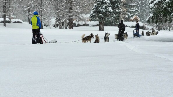 Sur un sol enneigé, trois hommes avancent sur des traîneaux tirés par des chiens, au milieu de sapins. On aperçoit des maisons.