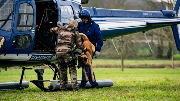 Un chien malinois en train de sauter d'un hélicoptère gendarmerie posé au sol, tenu par son maître et un pilote gendarmerie