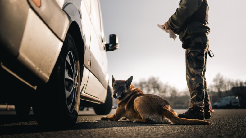 Agrandir l'image Un malinois, couché aux côtés de son maître, un gendarme en tenue kakie dont on aperçoit uniquement les jambers et le tronc, est positionné le long d'un véhicule gris. L'animal regarde en direction du photopgraphe.