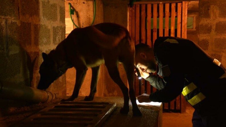 Au premier plan, un berger malinois en train de renifler une canalisation dans une cave ; à côté de lui, son maître, muni d'une lampe-torche.