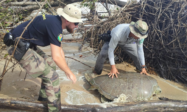 Agrandir l'image Gendarme et garde de la RNNA remettant une tortue à l'eau.