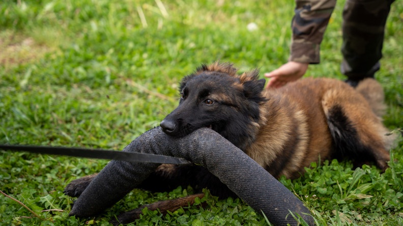 Photo d&rsquo;un chien de type berger belge malinois couch&eacute; dans l&rsquo;herbe, et tenant un grand jouet en tissu noir dans la gueule. Derri&egrave;re l&rsquo;animal, on distingue les mains d&rsquo;un militaire en tenue kaki, se positionnant sur son flan.