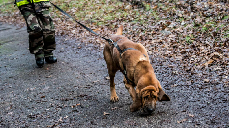 Agrandir l'image Image d'un chien Saint-Hubert tenu en laisse par son maître (en arrière plan), humant le sol sur un cheminen