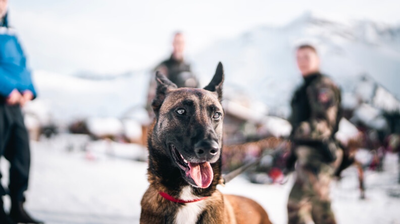 Agrandir l'image Un chien, de race malinoise, se tient debout face à la caméra, dans une station de ski enneigée. L'arrière plan est flouté. On devine trois gendarmes, positionnés derrière l'animal.