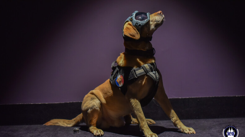 Un chien assis avec un harbais et des lunettes de protection