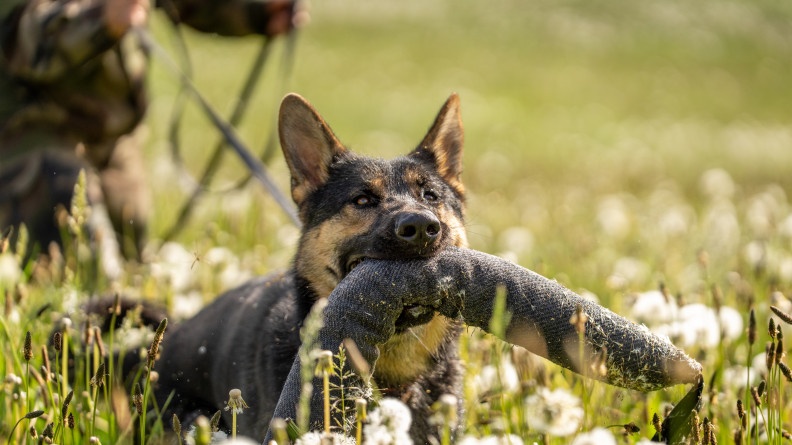 Photo d&rsquo;un chien de type berger belge malinois courant dans l&rsquo;herbe, avec un grand jouet en tissu dans la gueule. Des pissenlits apparaissent en premier plan, tandis que l&rsquo;on aper&ccedil;oit le ma&icirc;tre, un militaire en tenue kaki, positionn&eacute; derri&egrave;re l&rsquo;animal, tenu en laisse.