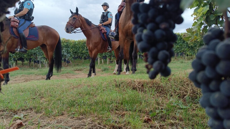 Agrandir l'image Quatre gendarmes à cheval dans des vignes
