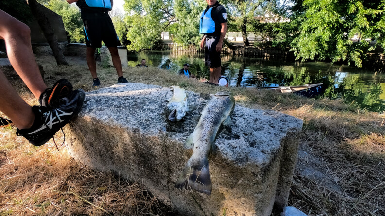 Certains poissons meurent parfois empoisonnés, probablement par les huiles solaires qui se diluent dans l'eau.