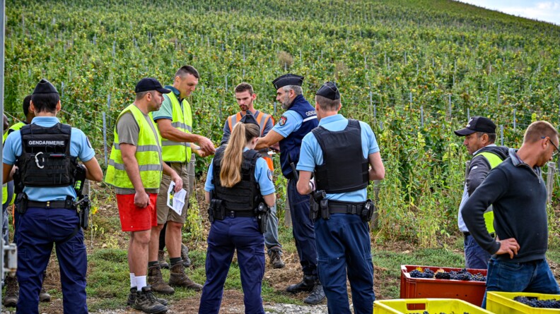 Au centre bas de l'image, trois gendarmes échangent avec des documents avec des vendangeurs revêtant des chasubles jaunes ou orange. De part et d'autres du groupe se trouvent d'autres vendangeurs et gendarmes. En bas à droite, quatre caisses, rouge ou jaune, contenant du raisin. A l'arrière-plan s'étend la vigne