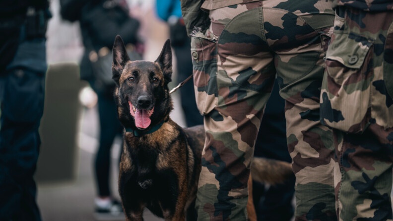 Agrandir l'image Une chienne malinoise se tient debout, face à l'objectif, contre la jambe revêtue d'un treilli de son maître.
