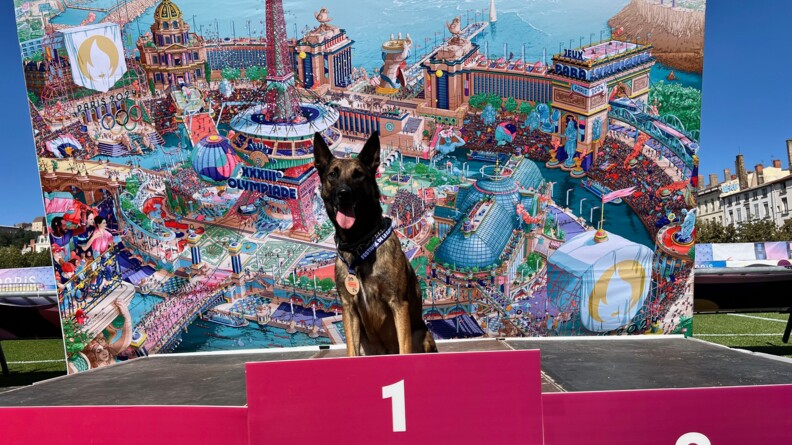 Agrandir l'image Photo d'un malinois assis sur la première marche d'un podium