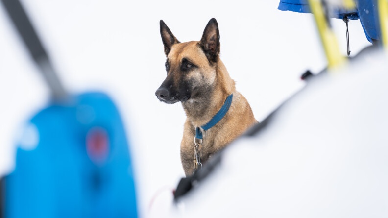 Agrandir l'image Un berger belge malinois se tient assis dans la neige. Il regarde devant lui. Il porte un collier bleu relié à une laisse qui disparait derrière un monticule de neige, mais que l'on devine. Devant lui, on disntingue une pelle bleue floutée. Et derrière, le bas d'un anorak bleu.