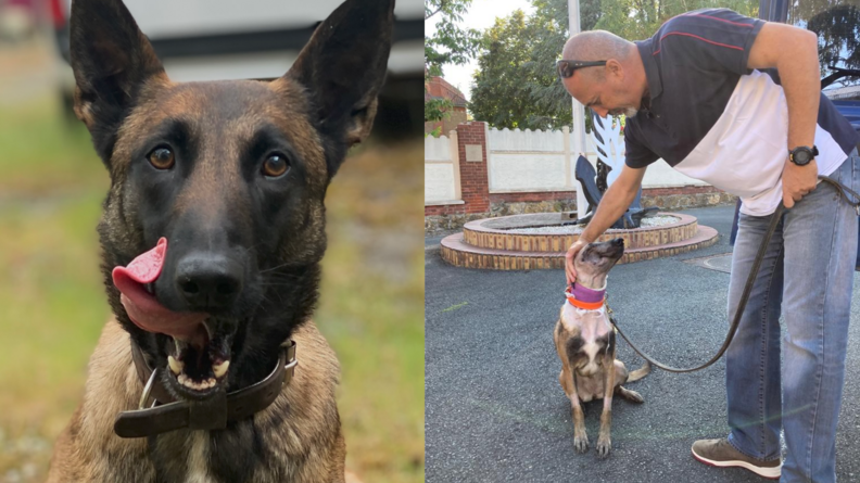 Agrandir l'image Sur la photo de gauche, le portrait d'un chien malinois qui se lèche les babines; sur la photo de droite, le même chien, assis, le cou entouré d'un bandage violet, se fait caresser la tête par son maître, qui est à sa droite et tient une laisse. Elle garde les cicatrices de l'opération de la tumeur à la tête mais semble sereine