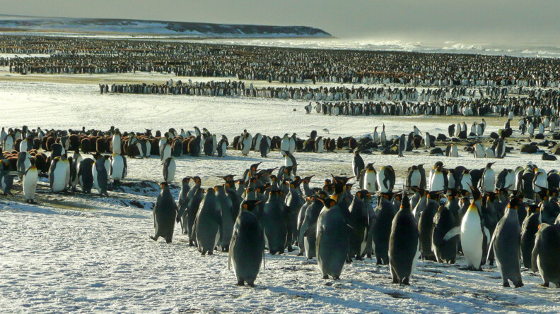 Des manchots sur une &icirc;le recouverte de neige.