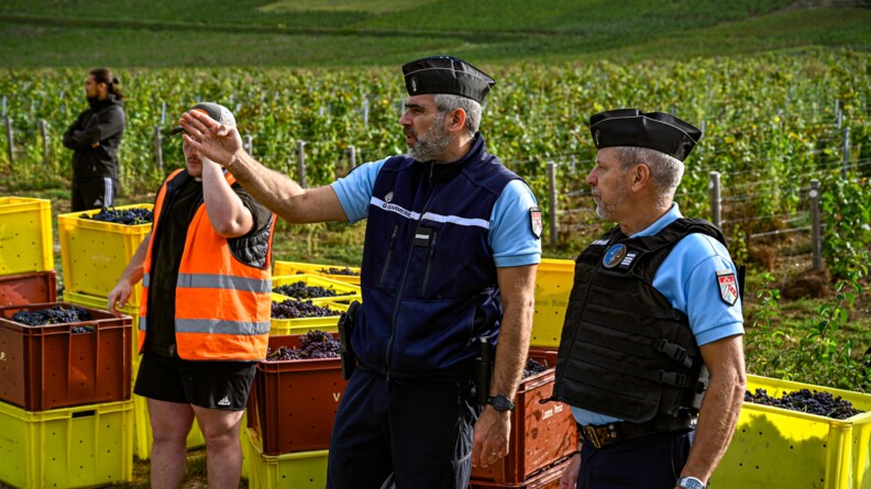 Au premier plan deux gendarmes de trois quarts gauche, regardant sur la gauche. Le gendarme au centre montre désigne quelque chose vers la gauche. Derrière eux un vendangeur et de nmobreuses caisse de raison. En arrière plan les champs de vigne