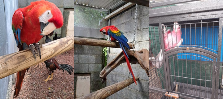 Deux images d'ara et un perroquet rose dans une cage