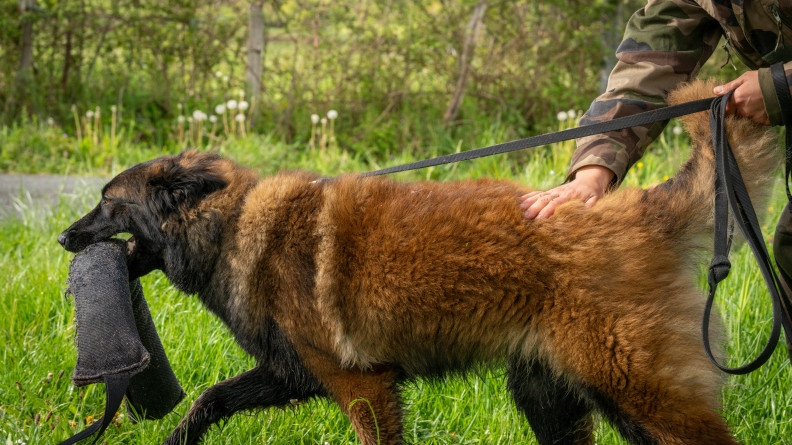 Photo d&rsquo;un chien de type berger belge malinois marchant dans l&rsquo;herbe, en tenant un grand jouet en tissu noir dans la gueule. L&rsquo;animal est tenu en laisse par un militaire en tenue kaki, positionn&eacute; derri&egrave;re lui, et dont on aper&ccedil;oit seulement les mains.