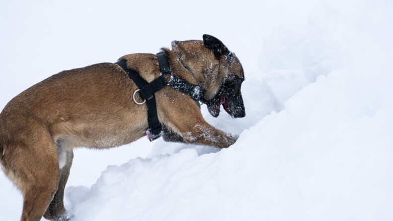 Agrandir l'image Un berger belge malinois équipé d'un harnais noir cherche une personne dans la neige, la truffe orientée vers le sol, et les deux pattes avant grattant la neige