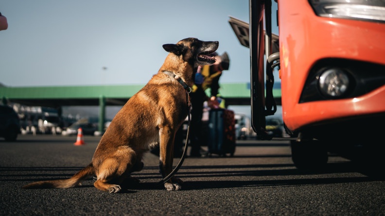 Agrandir l'image Image d'un malinois, photographié de biais, assis, attendant devant la porte ouverte d'un autocar de couleur rouge. En arrière plan, on distingue la gare de péage de l'autoroute.