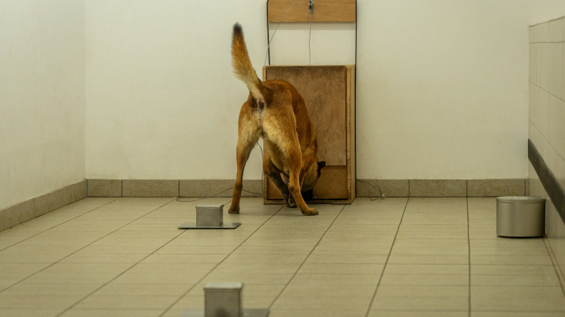 Un malinois vu de dos cherche dans une pi&egrave;ce