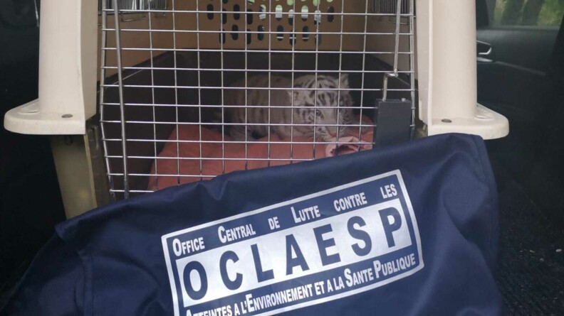 Agrandir l'image