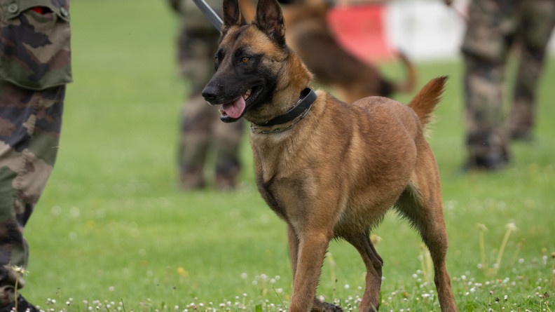 Agrandir l'image Photo d'un berger belge malinois marchant sur une pelouse. On distingue à ses côtés les jambres d'un militaire en tenue kakie.
