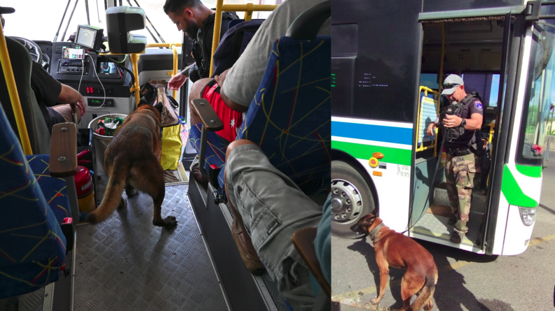 Sur l'image de gauche, dans le couloir d'un bus, un chien malinois et son maître, un gendarme, en train de faire une perquisition, avec sur le siège de droite la silhouette d'un homme assis et à gauche le bras du conducteur ; sur l'image de droite, un chien malinois est au pied du bus et son maître, un gendarme, en train de descendre les marches en le tenant en laisse