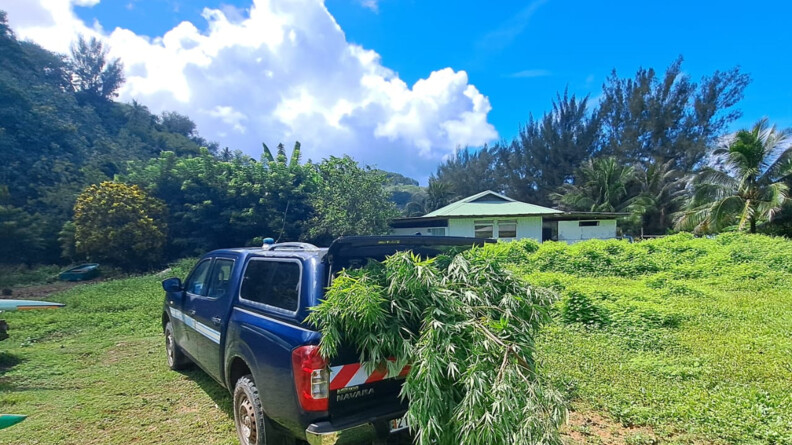 V&eacute;hicule de la gendarmerie dont le coffre est rempli de plants de cannabis.