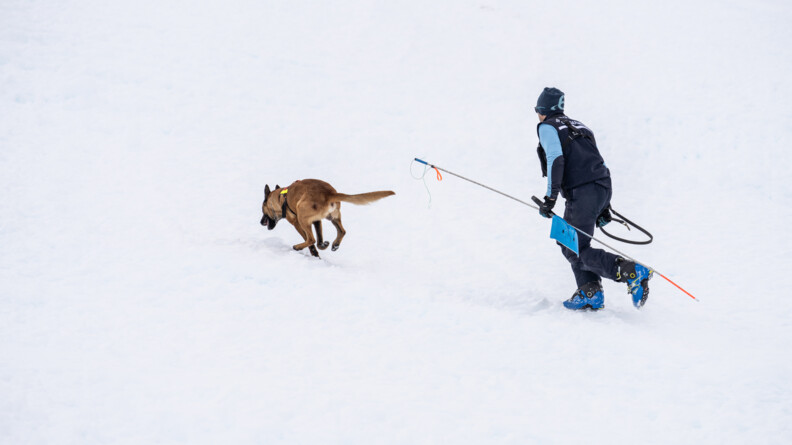 Agrandir l'image Sur un sol enneigé, on aperçoit un homme tournant le dos à l'objectif, portant une tenue de ski bleue. Il marche, tenant une sonde dans la main gauche, derrière un berger belge malinois qui avance en courant