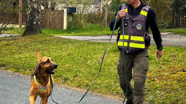 Un chien Saint-Hubert tenu en laisse par un maître de chien de la gendarmerie en pantalon de treillis kaki, sweat noir et chasuble avec des bandes jaunes fluorescentes.