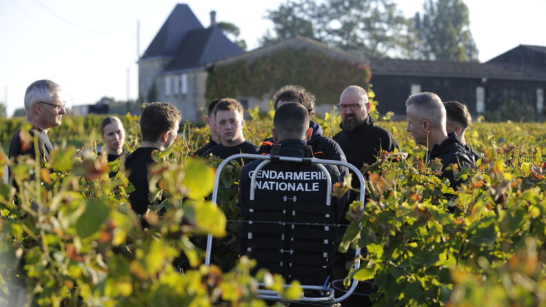 Gendarmes participant aux vendanges dans les vignes