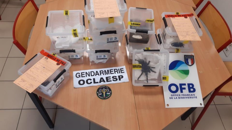 Saisies dans des boites en plastique sur une table en bois. On peut y voir notamment deux araignées.