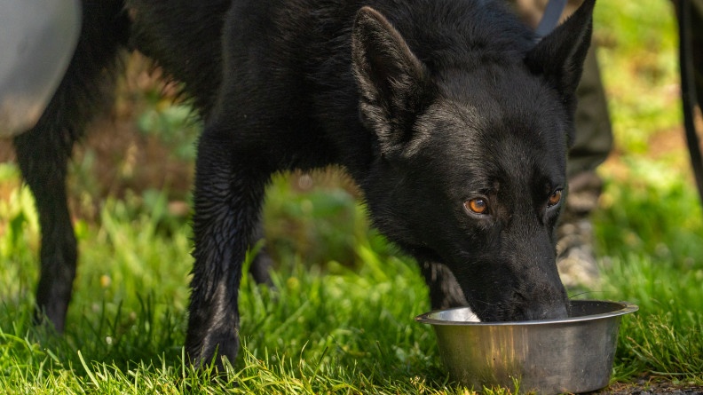 Photo d&rsquo;un chien d&rsquo;un grand chien noir, buvant dans une &eacute;cuelle en m&eacute;tal argent&eacute;, pos&eacute;e au sol, sur l&rsquo;herbe.
