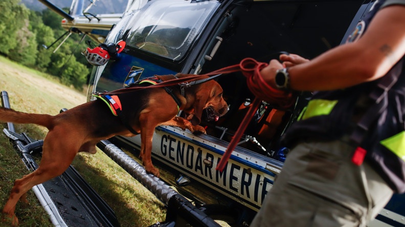 Chien montant dans un hélicoptère de la gendarmerie.